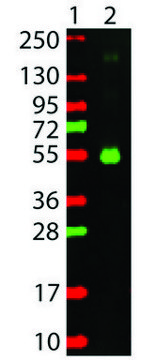 Anti-Monkey IgG (?-chain specific)-Rhodamine antibody