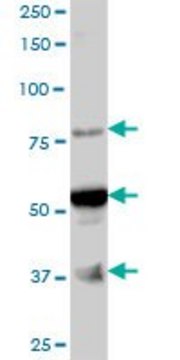 Anti-ARMC6 antibody produced in mouse