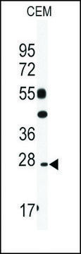 Anti-GOSR2 (N-term) antibody produced in