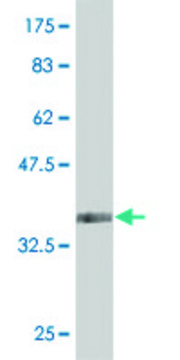 ANTI-FOXO1A antibody produced in mouse