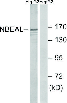 Anti-NBEAL1 antibody produced in rabbit