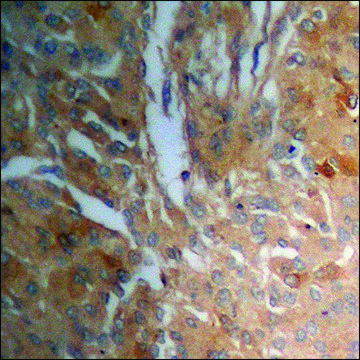 Anti-phospho-MYPT1 (pThr??³) antibody produced in