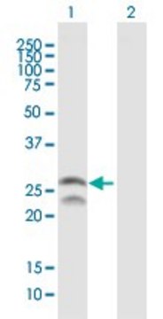 Anti-FEV antibody produced in mouse