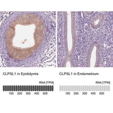 Anti-CLPSL1 antibody produced in rabbit