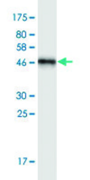 Monoclonal Anti-NOTCH2NL antibody produced in