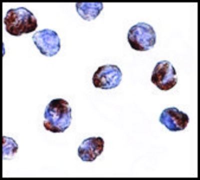 Anti-METTL7A antibody produced in rabbit