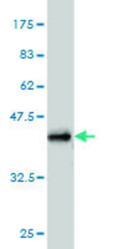 Monoclonal Anti-SCAMP3 antibody produced in