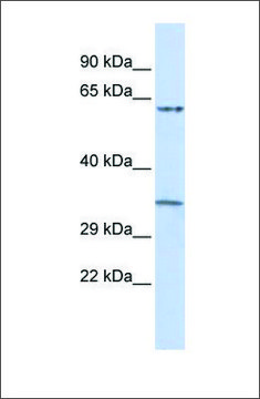 Anti-TRIM8 (ab2) antibody produced in