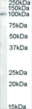 Anti-PAM/PAL antibody produced in goat