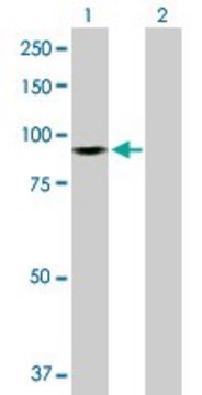 Anti-ZW10 antibody produced in rabbit