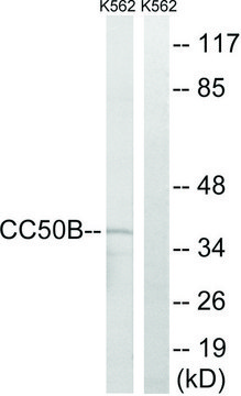 Anti-TMEM30B antibody produced in rabbit