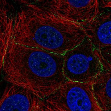 Anti-PLEKHA6 antibody produced in rabbit