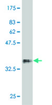 Monoclonal Anti-FKBP10 antibody produced in