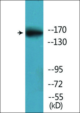 Anti-phospho-GRIN2B (pSer¹³?³) antibody produced in