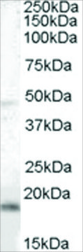 Anti-BAALC antibody produced in goat