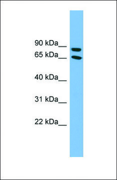Anti-DAB1 antibody produced in rabbit