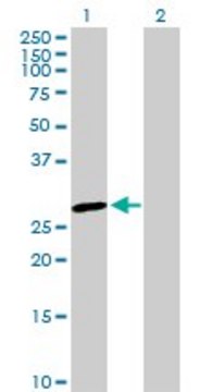 Anti-GSTO1 antibody produced in rabbit