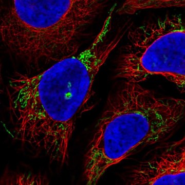 Anti-GTPBP8 antibody produced in rabbit