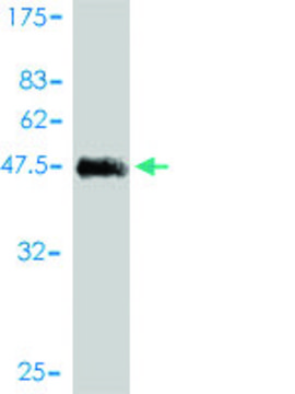 Monoclonal Anti-KCNE4 antibody produced in