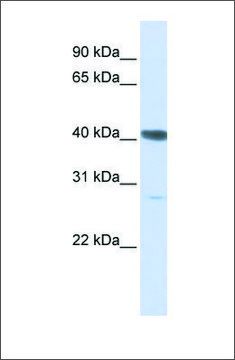 Anti-DNAJB11 antibody produced in rabbit