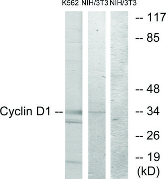 Anti-CYCLIN D1 antibody produced in