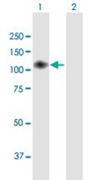 Anti-ENPP2 antibody produced in mouse