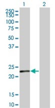 Monoclonal Anti-SENP8 antibody produced in