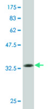 ANTI-KLF1 antibody produced in mouse