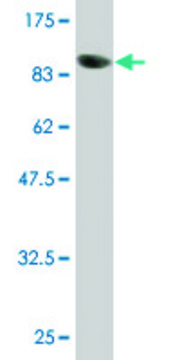 Monoclonal Anti-POLA2 antibody produced in