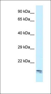 Anti-SEC11C antibody produced in rabbit