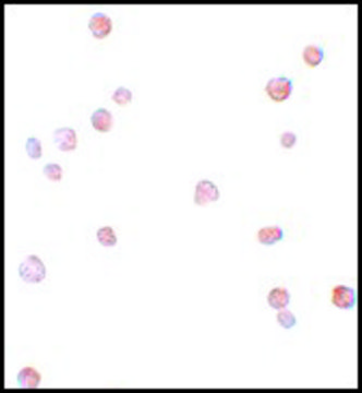 Anti-APC8 antibody produced in rabbit