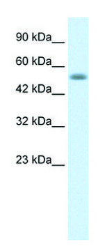 Anti-NUCB1 (C-terminal) antibody produced in