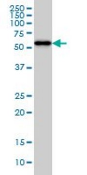 Monoclonal Anti-CPNE1 antibody produced in