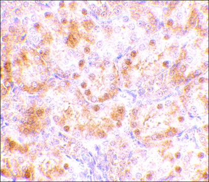 Anti-NENF antibody produced in rabbit