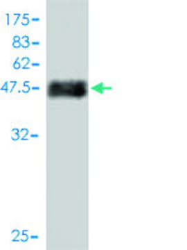 Monoclonal Anti-TAGLN3 antibody produced in