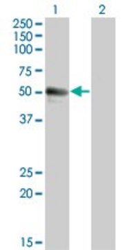 Monoclonal Anti-SPN antibody produced in