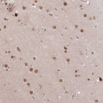 Anti-HAUS3 antibody produced in rabbit