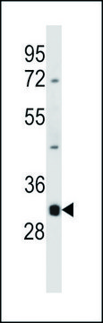 ANTI-DNASE1L3 (N-TERM) antibody produced in