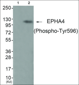 Anti-phospho-EPHA4 (pTyr???) antibody produced in