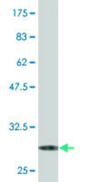 Monoclonal Anti-SRD5A2 antibody produced in