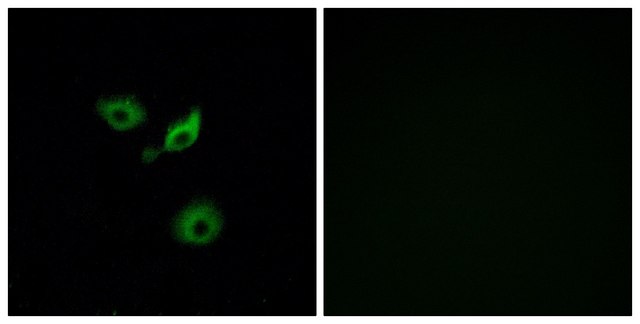 Anti-OR10AD1 antibody produced in rabbit
