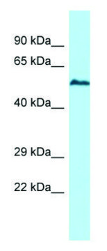 Anti-USP17L5 (C-terminal) antibody produced in