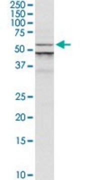 Anti-ALG1 antibody produced in rabbit