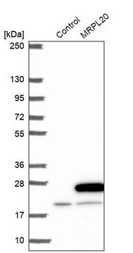 Anti-MRPL20 antibody produced in rabbit
