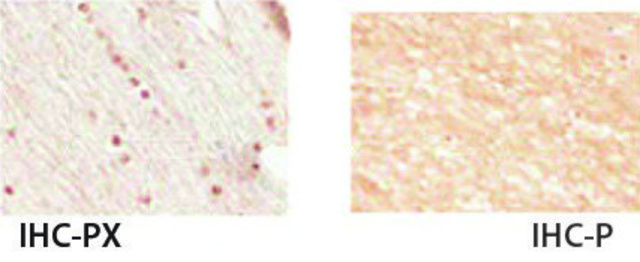 Anti-NKX2-2, (N-terminal) antibody produced in