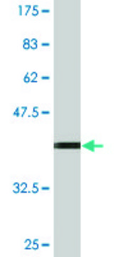 Monoclonal Anti-TNFSF13 antibody produced in