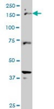 Monoclonal Anti-CUTL1 antibody produced in