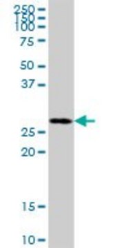 Anti-MRPL46 antibody produced in mouse