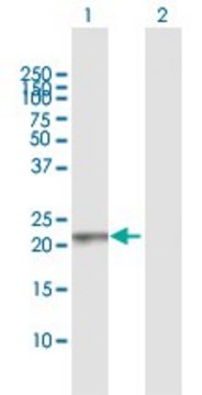 Anti-RAB13 antibody produced in rabbit