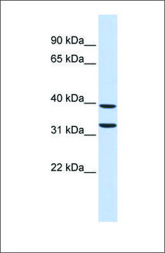 Anti-ZNF177 antibody produced in rabbit
